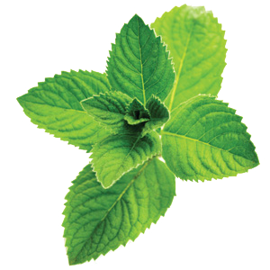 Peppermint-_ingredient.png