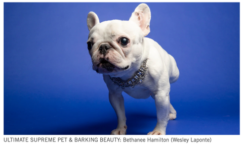 Portland Willamette Week Supreme Pet Winner - Pardon Thy French