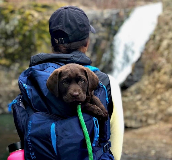 puppy hiking backpack