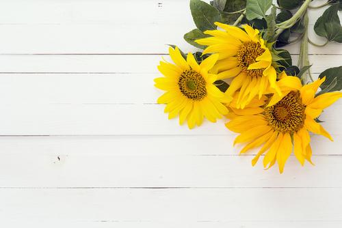 Sunflowers on a wooden table