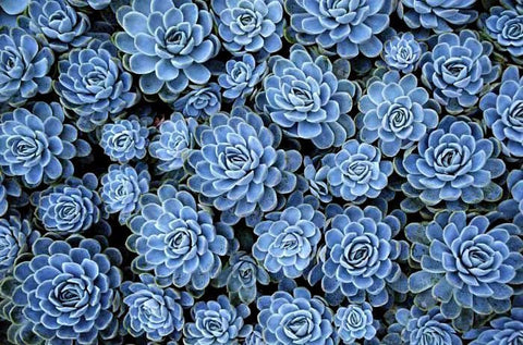 Blue Echeveria - Image via http://www.lamarieeauxpiedsnus.com/fleurs/jolies-fleurs