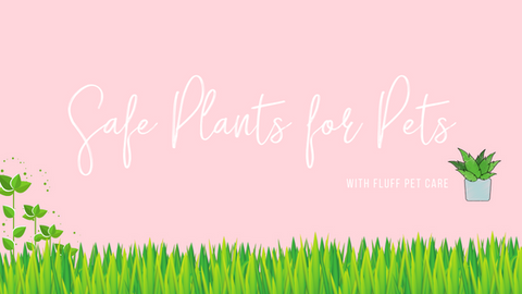 Safe Plants for Pets - Nontoxic Plants for Pets