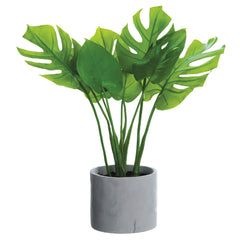 Split Leaf Philodendron - Image via Michael's