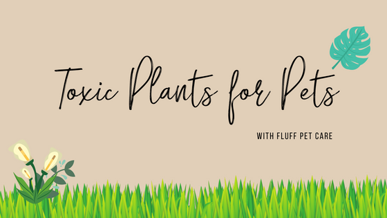 Toxic Plants for Pets