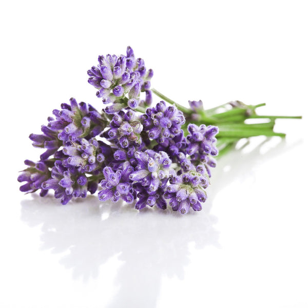 lavender-leaf_600x.jpg?v=1519021585