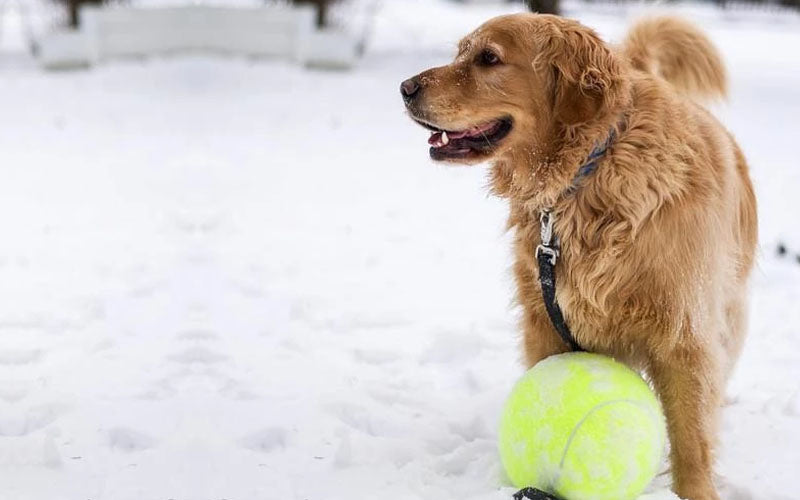 Doggy Jumbo Ball