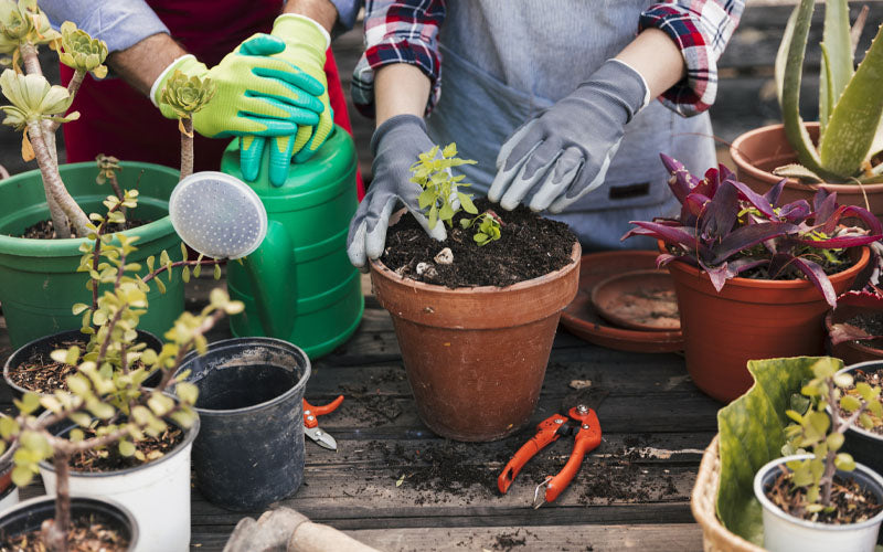 Home, Garden & Tools