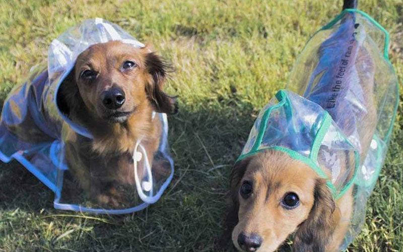 Transparent Dog Raincoat