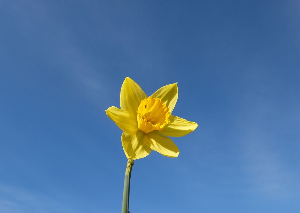 Spring daffodil - spring scents - Les Senteurs