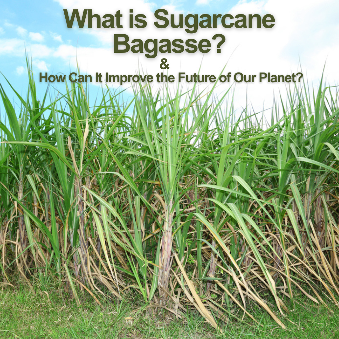 What Is Sugarcane Bagasse? And How Does It Effect Our Future?