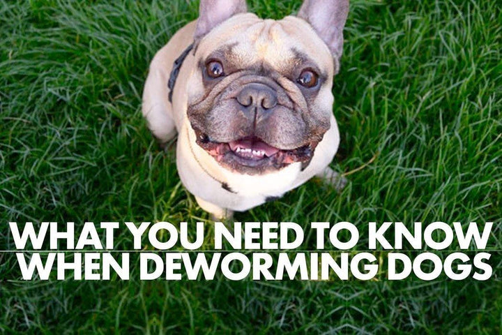 how long do puppies poop worms after deworming