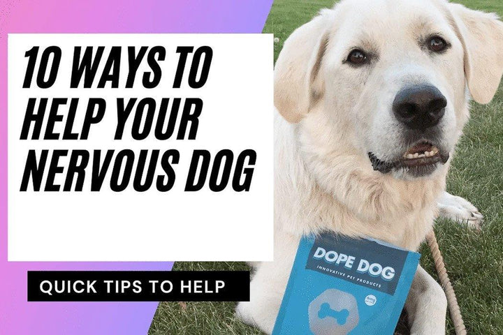 how do you help a nervous dog