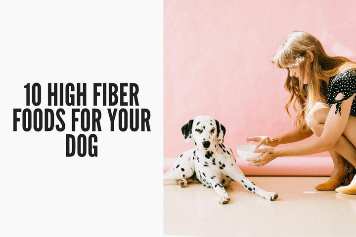 can high fiber diet cause constipation in dog