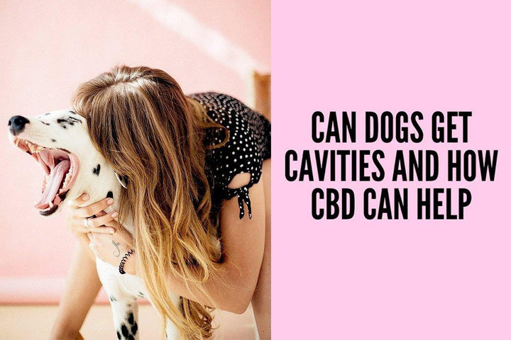 can dogs have cavities