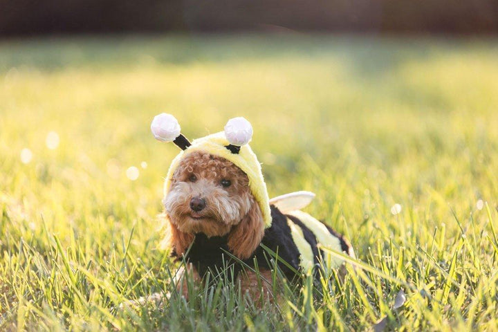 can bee stings kill a dog