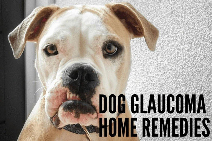 what is the best treatment for glaucoma in dogs