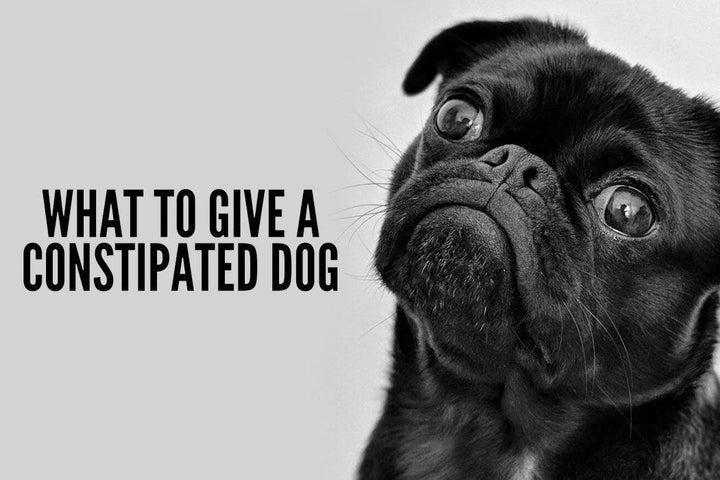 what do you give a dog when they are constipated