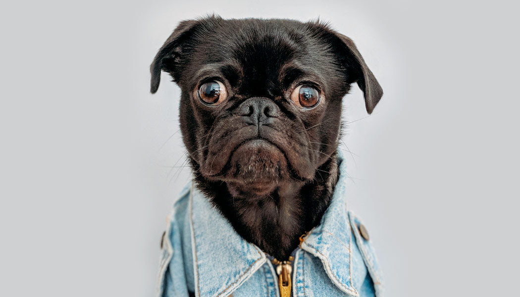 Pug - 10 Dog Breeds That Bark The Least