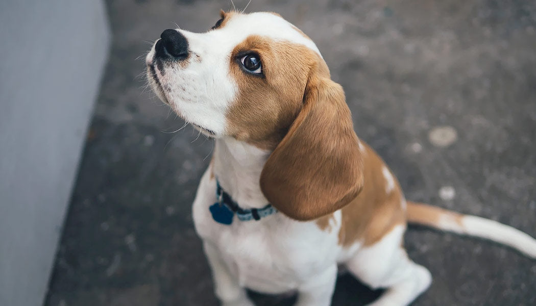 Beagle