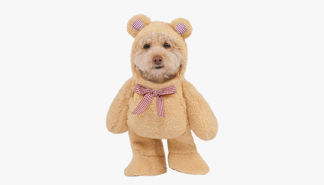 A dog dressed as a teddy bear for Halloween - 10 Best Halloween Costumes for your Dogs 2023