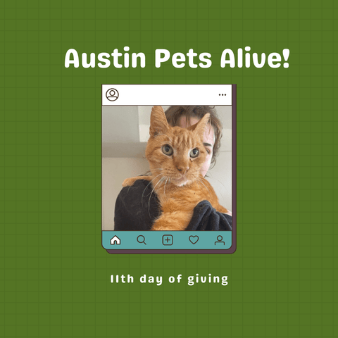 Austin Pet Alive