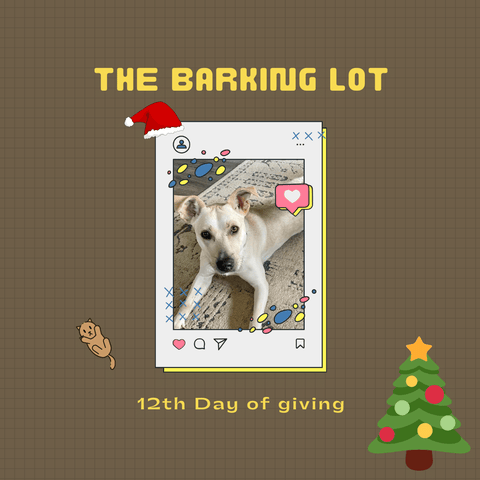 The Barking Lot