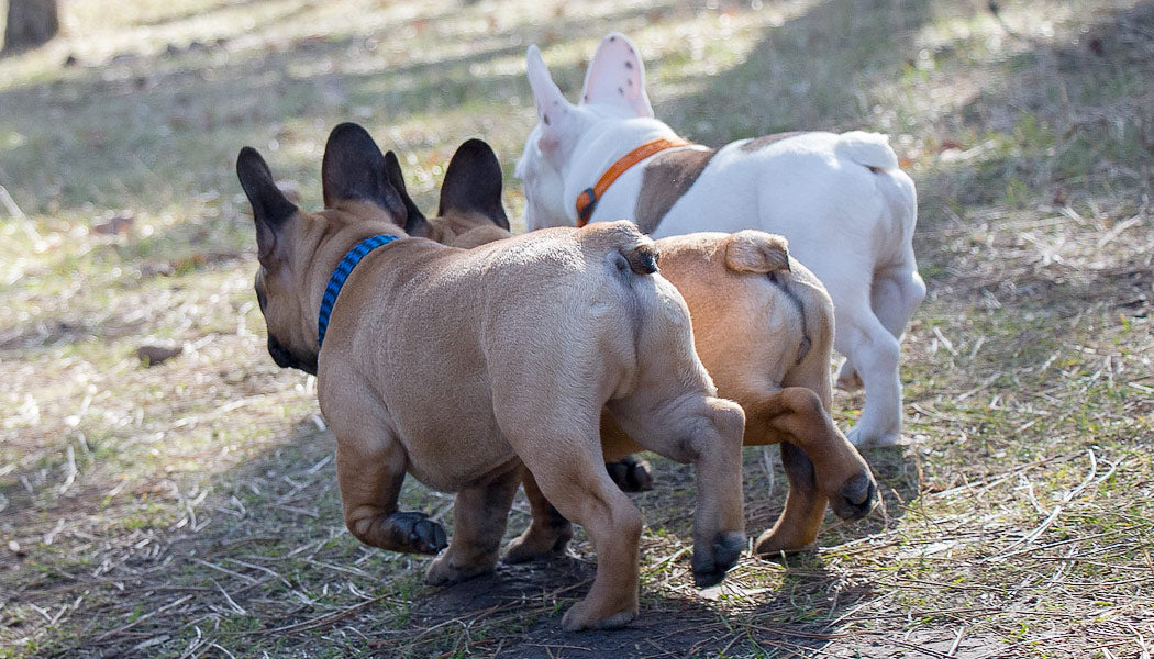 Dog Itchy Butt: How to Check It - Tips and Tricks for a Happier Pet