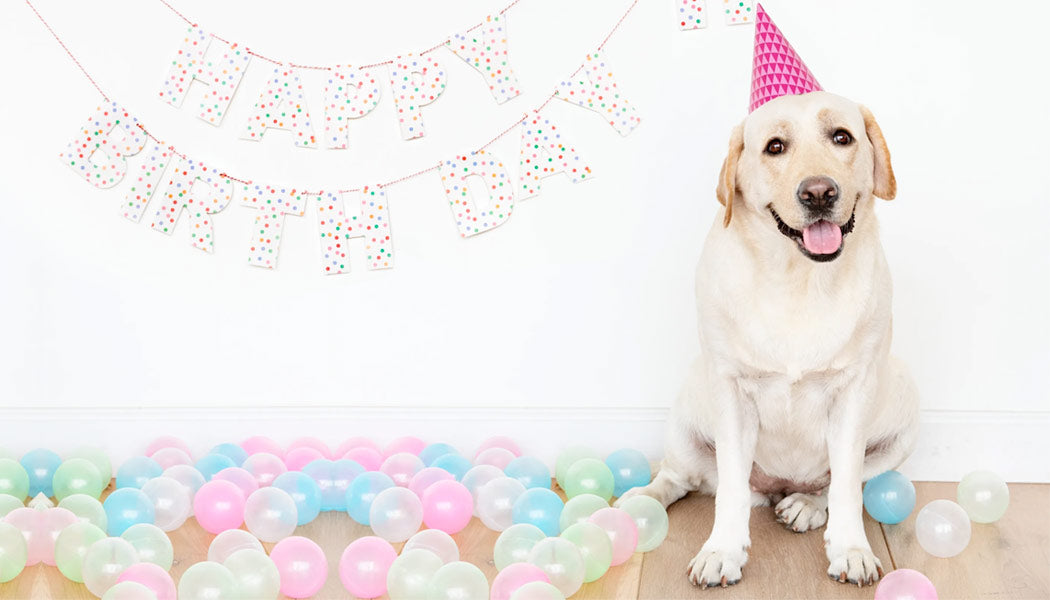 Guide to Throw a Fun Birthday Party for Your Dog
