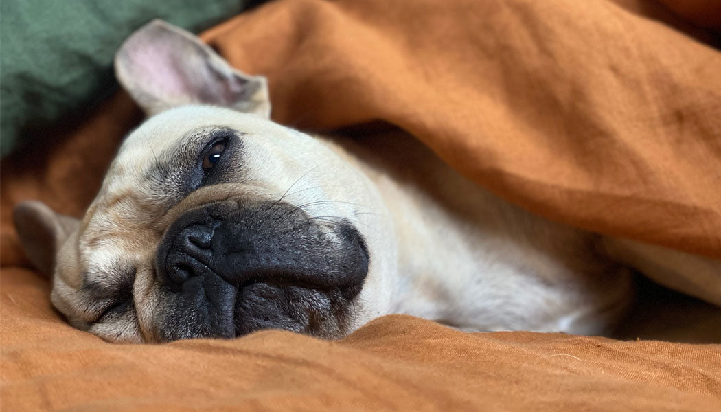 Flat-faced dog breeds need more sleep.