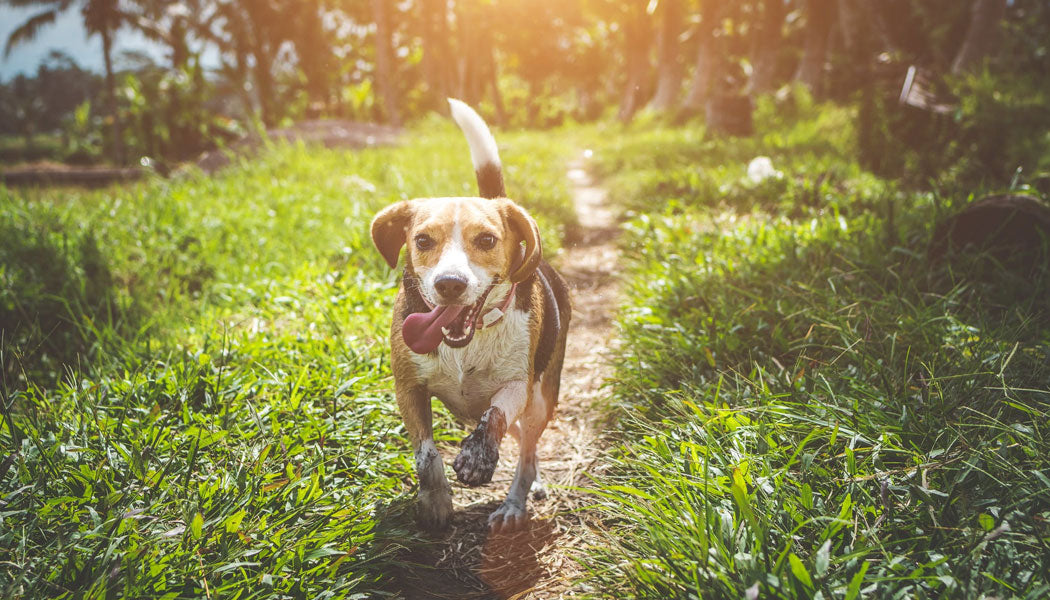 Excited dog running through grass