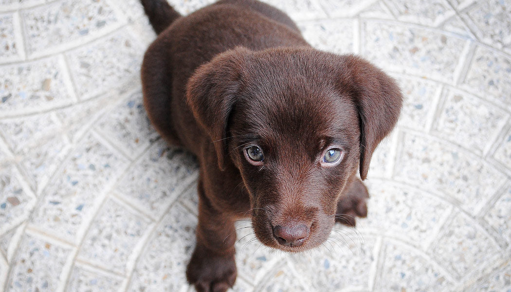 Discharge From a Dog's Eye