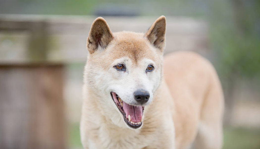 New Guinea Singing Dog