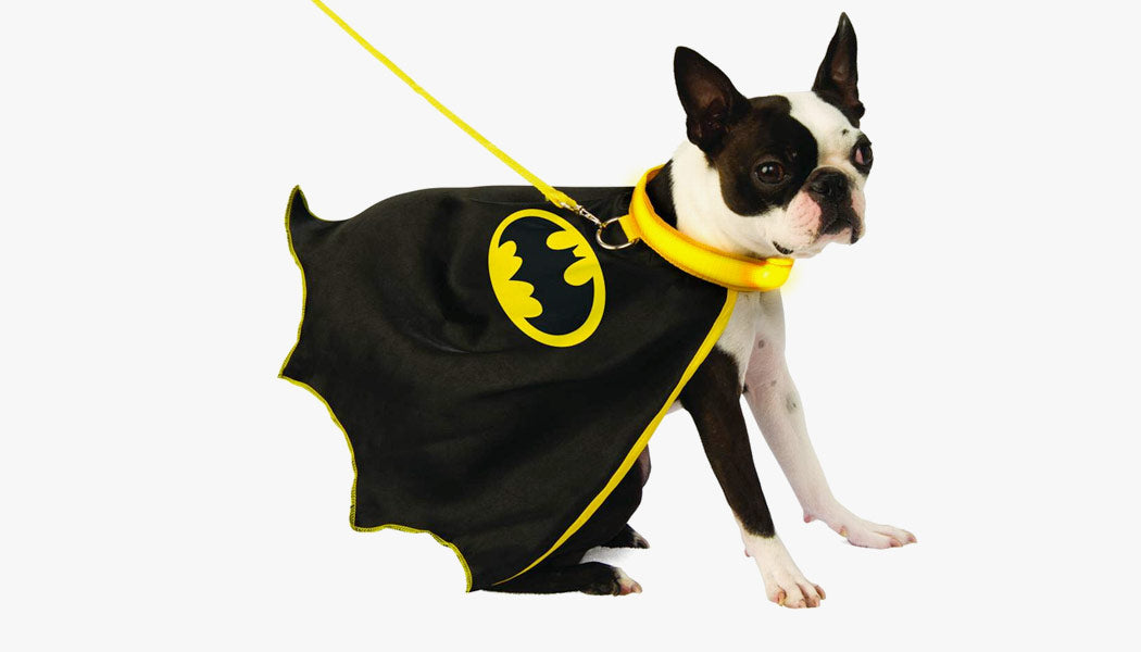 A dog wearing a Batman costume