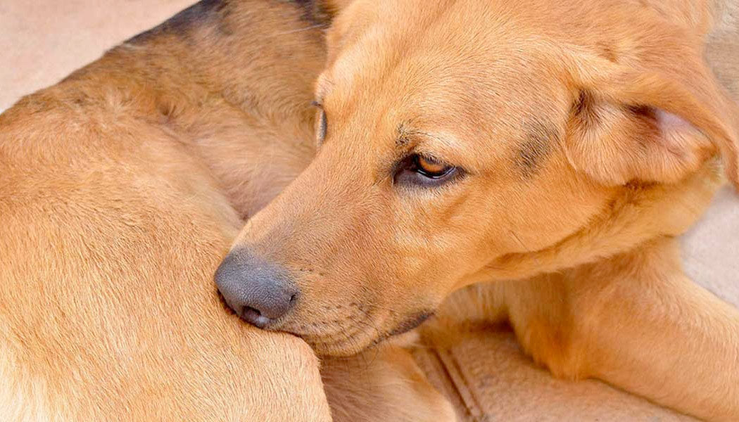 Cute Labrador - Guide to Dog Allergies