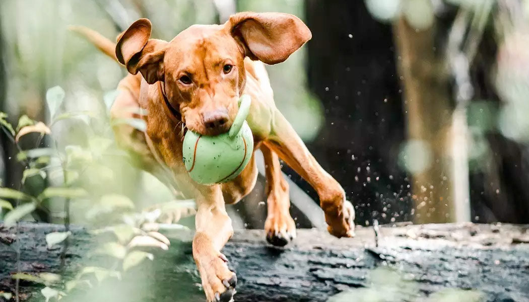 dog holding a toy