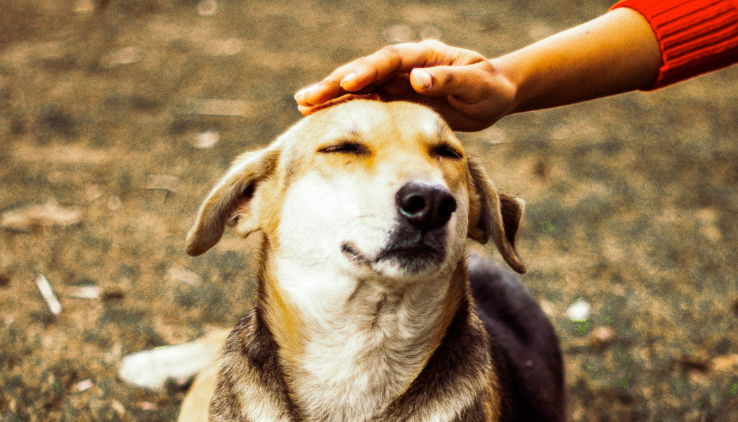 Petting a dog - 9 Best Ways To Calm Your Dog