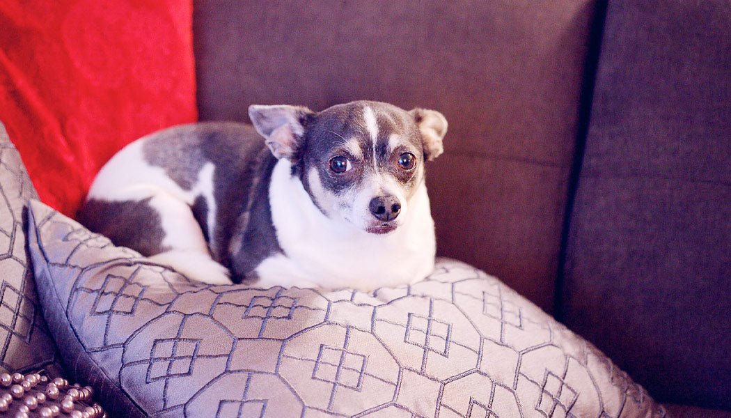 fat dog sitting on pillow