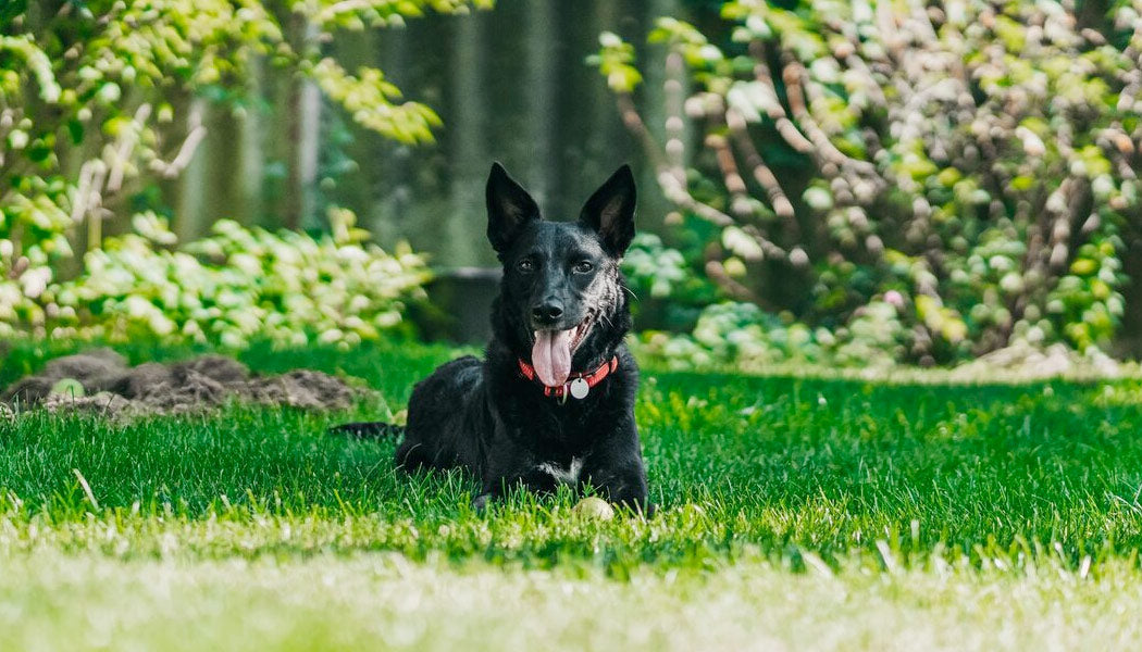 Dope dog's anxiety relief