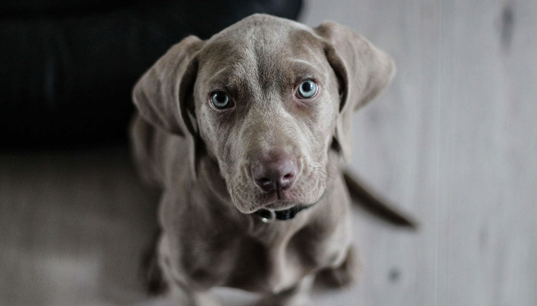 gray dog having anxiety