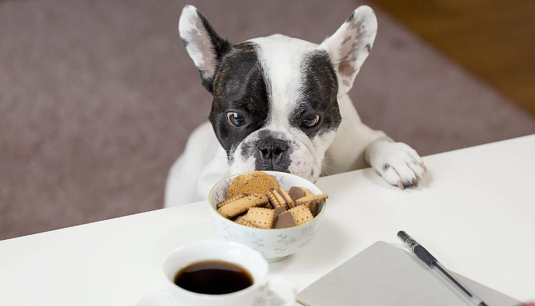 Dog smelling food - Help Your Dog Lose Weight