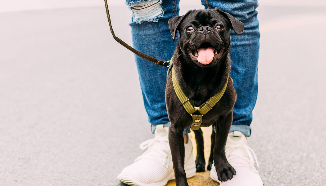 Dog panting is normal for dog breeds like Pugs because they have BOAS.