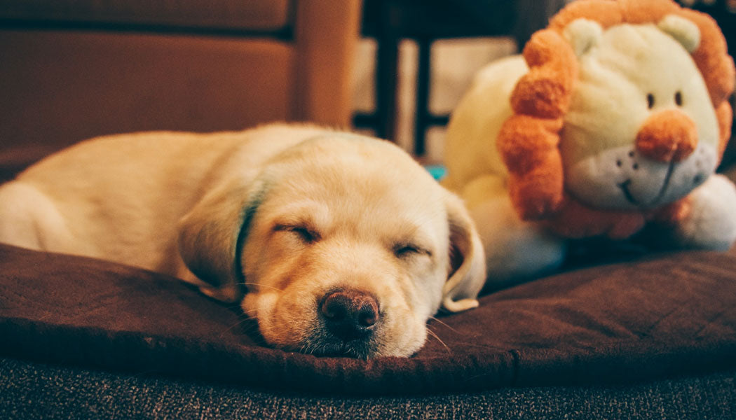 Puppies need a lot of sleep, put them on a schedule for longer sleep at night.