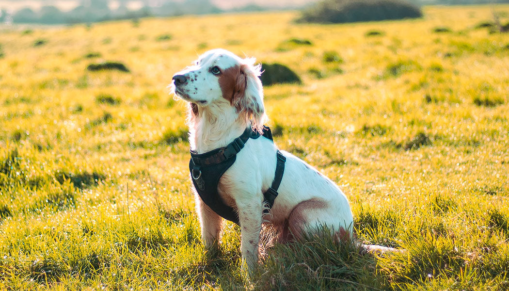 Dog sitting on a grassy hillside