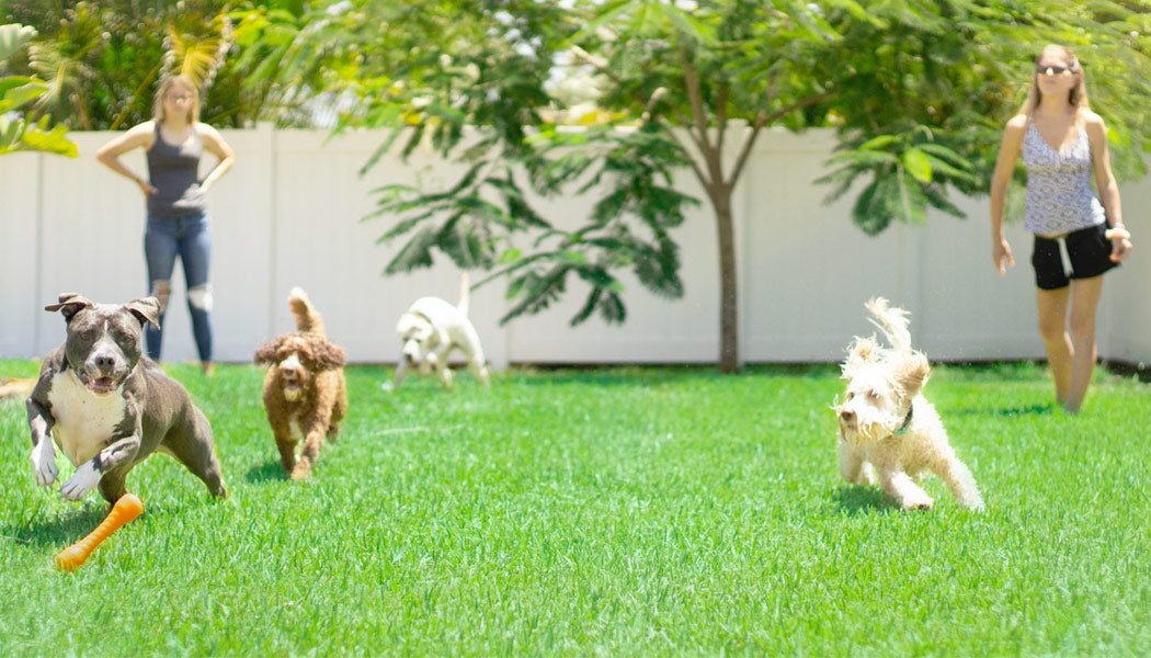 dogs playing fetch