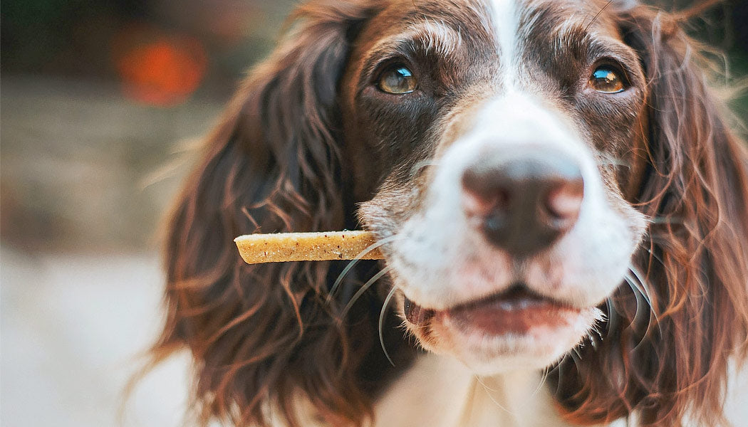 A dog happily chewing on a healthy treat