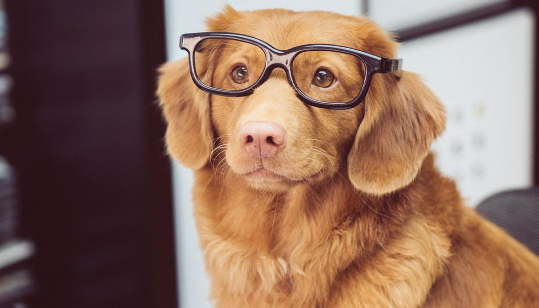 Dog in glasses ready to work