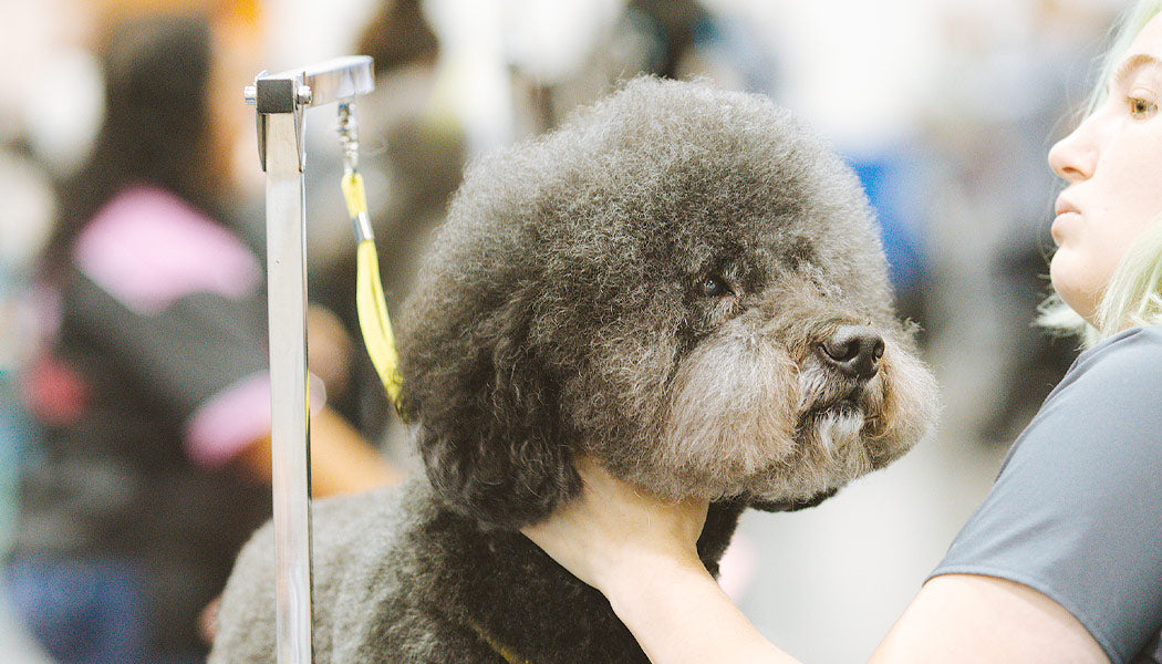 dog groomer - Best Careers of 2023 for Dog Lovers