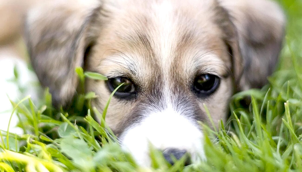 A dog eating grass during abdominal pain or discomfort