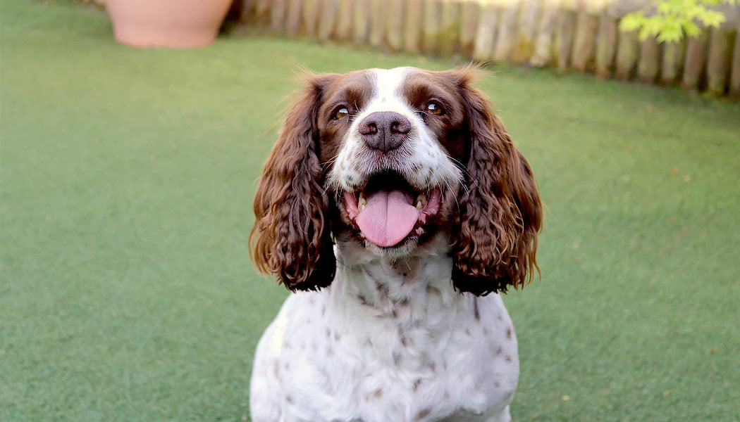 Dogs can take human CBD oil.