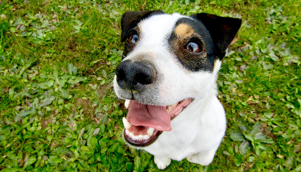 close up of a Jack Russel Terrier